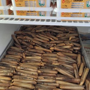 Canli Yem Cesitleri Canli Boru Kurdu ,Canli Sülünez