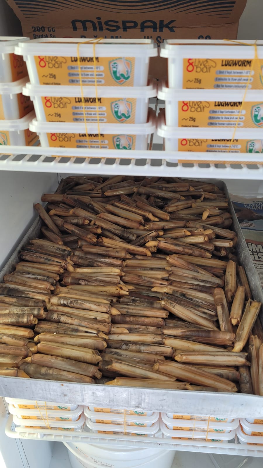 Canli Yem Cesitleri Canli Boru Kurdu ,Canli Sülünez