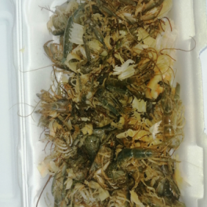 mamun balık yemi, canlı mamun ile balık avı, çupra için mamun yemi, levrek canlı yem mamun, mamun kargo ile gönderim, dalyan oltaçılık mamun, doğal yem mamun, balık avında canlı yem çeşitleri