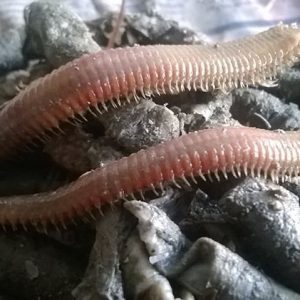 boru kurdu ile balık avı, çupra için boru kurdu, levrek boru kurdu yemi, surf casting takımı, boru kurdu kargo, dalyan oltaçılık yem, taze boru kurdu siparişi, balık avında doğal yem, balık yemi boru kurdu, straforlu yem kargosu