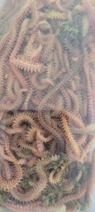 Dalyan Oltacılık’ta Kaya Kurdu ve Canlı Yem Çeşitleri