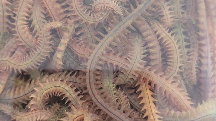 Dalyan Oltacılık, kaya kurdu, canlı yem, doğal balık yemi, her balığa uygun yem, LRF yemi, ajing yemi, surfcasting yemi, bol çeşit yem, balıkçılık ekipmanları